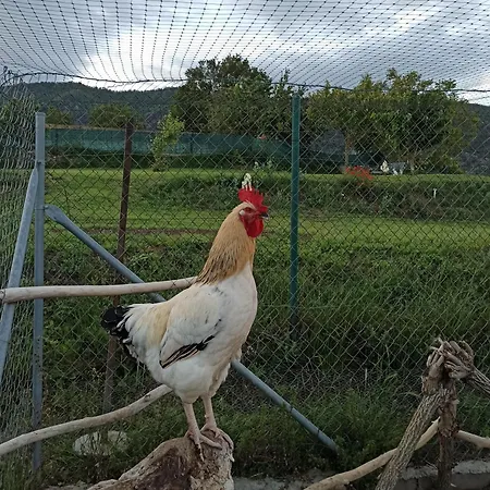 Alojamiento Compartido Cantroncxic San Pedro de Torelló Buitenkant foto